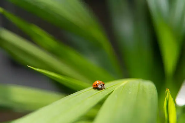 Photo of Ladybug on green leaf