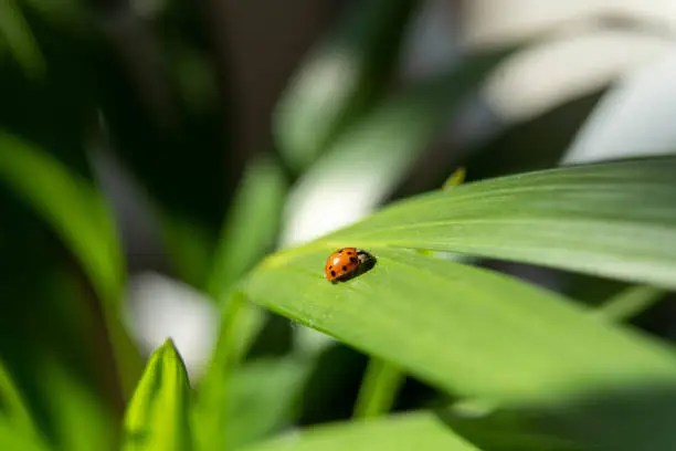 Photo of Ladybug on green leaf