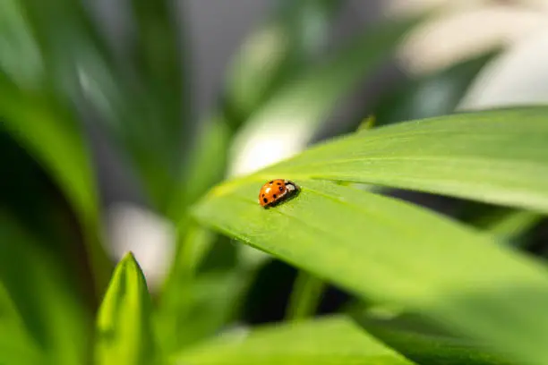 Photo of Ladybug on green leaf