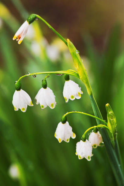 istock Summer snowflake flowers, wet with dew, in a garden 1347724742
