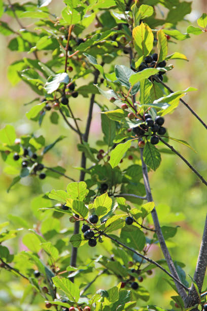 istock Branches of Frangula alnus with black and red berries 1347728219