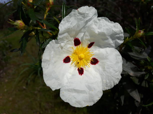 istock Pansy gold in bloom at its best, white colour 1347728877