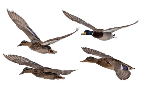 istock four soaring mallard ducks flight isolated on white background 1347728956