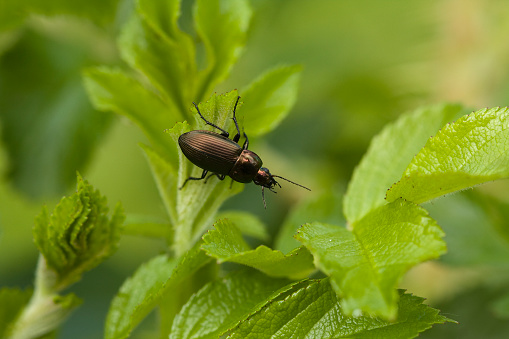 little carabus is wandering on the leaves
