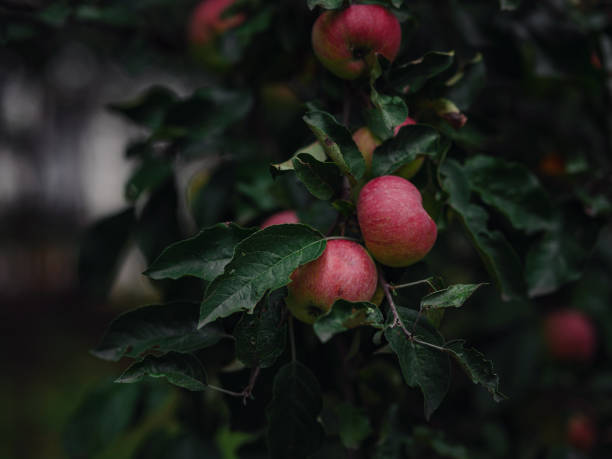 beautiful autumn still life in apple orchard, crane apples hang on a tree branch, idea and concept of harvesting, abundance and autumn lifestyle