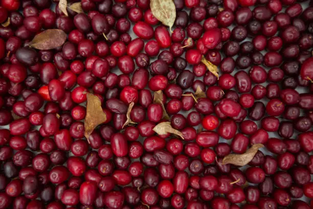 Berries and leaves of forest cornel