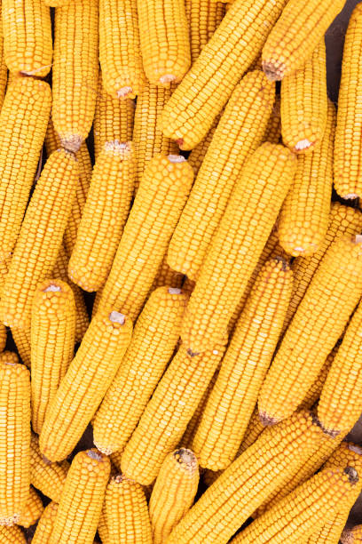 Dry corn cob background. Agriculture, farming concept.
