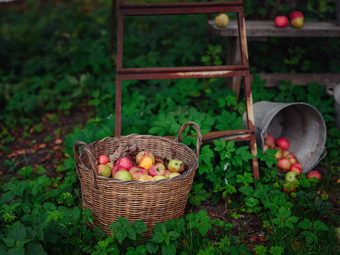 beautiful autumn still life in an apple orchard, large basket of apples , idea and concept of harvesting, abundance and autumn lifestyle