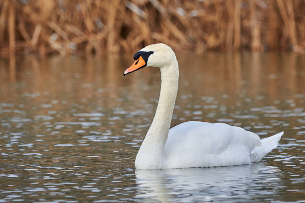 istock Mute swan close-up 1347735829