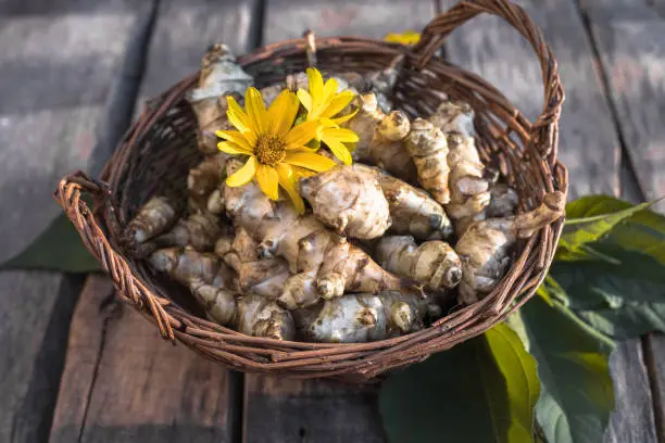 Raw jerusalem artichoke. Topinambur vegetable root on wooden table.