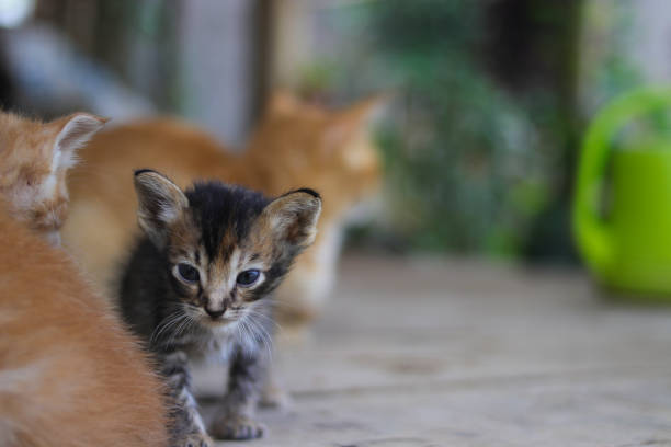 istock Newborn Kitten in the backyard 1347736438