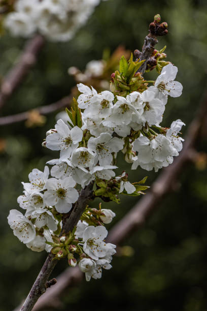 istock Close up of cherry blossom on branch 1347736599