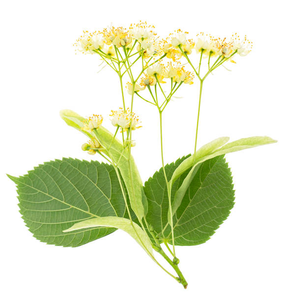 Linden flowers with leaves isolated on a white background, top view. Branch of the flowering linden. Linden flowers with leaves isolated on a white background, top view. Branch of the flowering linden. tilia cordata stock pictures, royalty-free photos & images