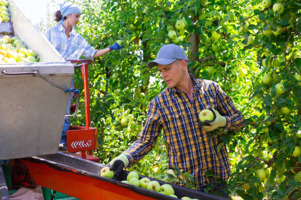 istock Farmer picking ripe apples in orchard on automatic harvesting platform 1347738605