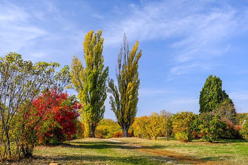Autumn colorful landscape park with trees and bushes with bright colorful leaves against the blue sky