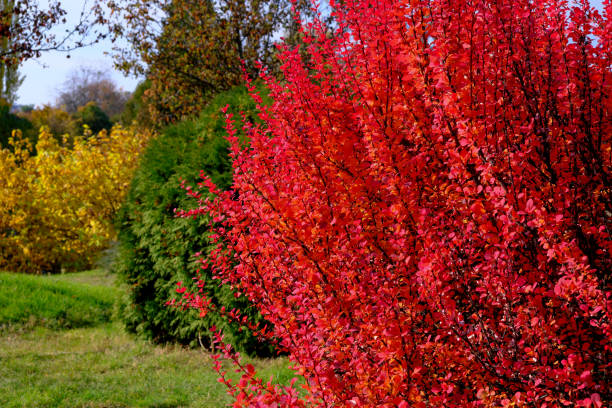istock Autumn colorful landscape park 1347740380