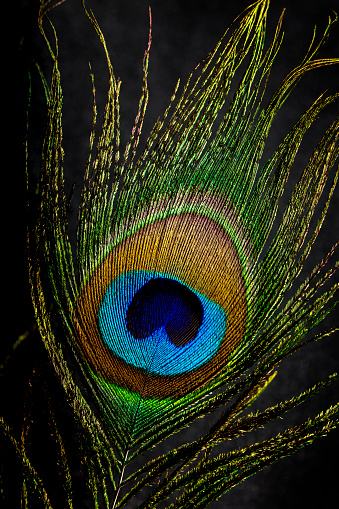 Close-up of a beautiful peacock feather.