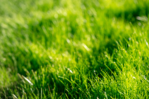 Green grass background. Shallow depth of field, space for copy.