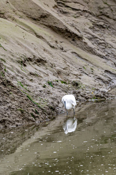 Little egret, egretta garzetta, searching for food along the mud flats of Leigh on Sea, Essex Little egret, egretta garzetta, searching for food at low tide along the mud flats of Leigh on Sea, Essex purple heron stock pictures, royalty-free photos & images