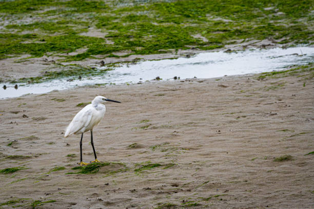 Little egret, egretta garzetta, searching for food along the mud flats of Leigh on Sea, Essex Little egret, egretta garzetta, searching for food at low tide along the mud flats of Leigh on Sea, Essex purple heron stock pictures, royalty-free photos & images