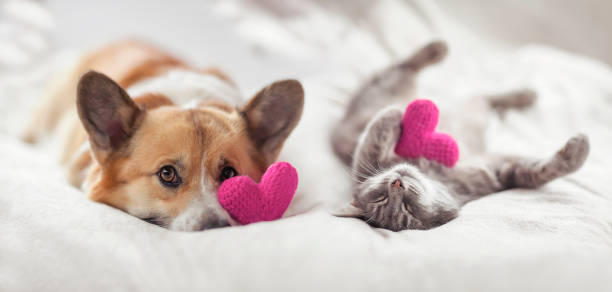 amigos engraçado gato bonito e corgi cão estão deitados em uma cama branca juntos - valentines day friendship puppy small - fotografias e filmes do acervo