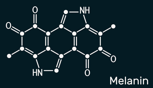 Melanin  molecule. Polymers of tyrosine derivatives found in and causing darkness in skin (skin pigmentation), hair. Skeletal chemical formula on dark blue background Melanin  molecule. Polymers of tyrosine derivatives found in and causing darkness in skin (skin pigmentation), hair. Skeletal chemical formula on dark blue background. Illustration tyrosine stock illustrations