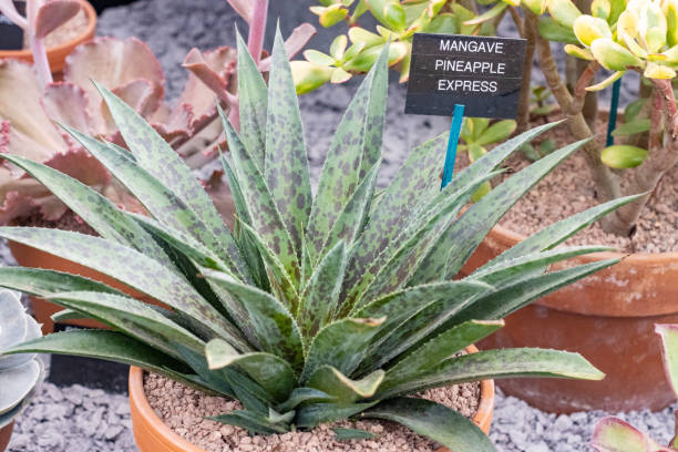 istock Mangave 'Pineapple Express' in London, England 1347742048