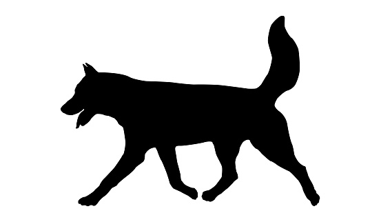 Running siberian husky puppy. Black dog silhouette. Pet animals. Isolated on a white background. Vector illustration.