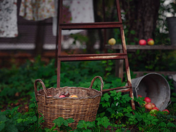 Rustic wooden ladder leans against an apple tree loaded with ripe fruit.  Morning mist surrounded orchard and Fall foliage peeks through the white.