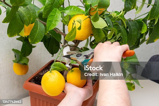 istock Harvesting fresh tasty lemons from potted citrus plant. Close-up of the females hands who harvest the indoor growing lemons with hand pruners. Ripe yellow lemon Volcameriana fruits and green leaves 1347743442