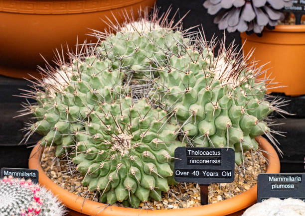 istock Thelocactus Rinconensis in London, England 1347743566