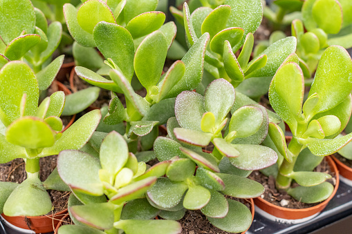 Succulent Plants for sale in London, England