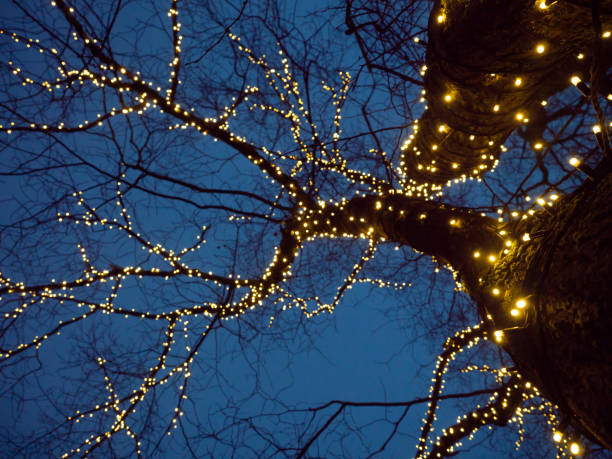 istock Tree wrapped in lights at night. Christmas outdoor lights. 1347743644