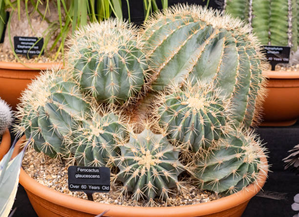 istock Glaucous Barrel Cactus (Ferocactus Glaucescens) in London, England 1347743649