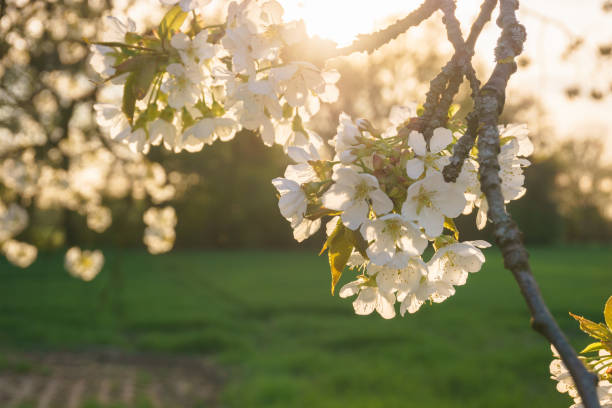 Bright white an apple-tree flower illuminated by golden sunlight in the evening