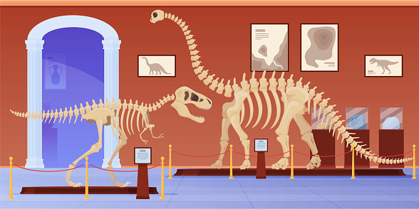 Empty museum of paleontology with dinosaurs skeletons vector flat cartoon illustration. Prehistorical dyno tyrannosaurus rex and diplodocus fossil artifacts. Ancient archeology science exhibition