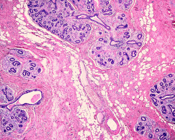istock Human breast gland. Lobules 1347744346