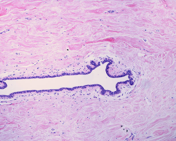 seno umano. dotto lattifero - lactiferous duct foto e immagini stock