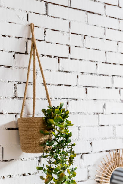 istock wall design hanging tree pot on white brick background.home plant hanging on wall. For background, wall paper, presentation,spring, summer holiday visual communication design concept.Scandinavian interior 1347745279