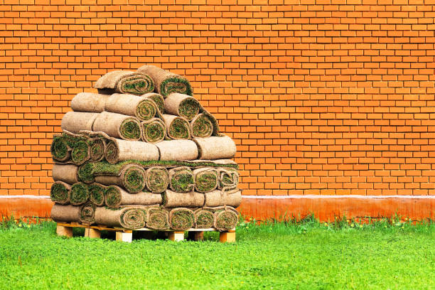 Stacks of sod rolls, lawn grass. Green grass sod