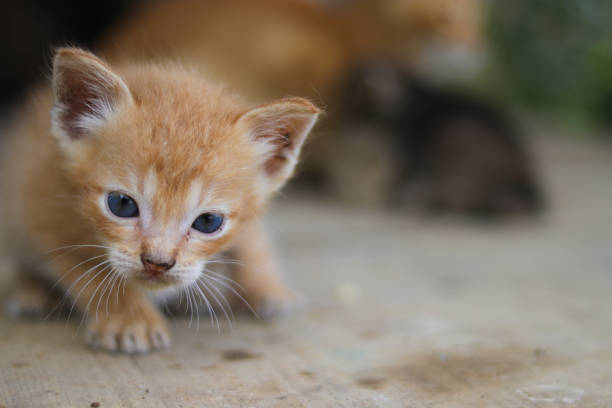 istock A sleepy yellow kitten with slanted eyes in the backyard 1347746320