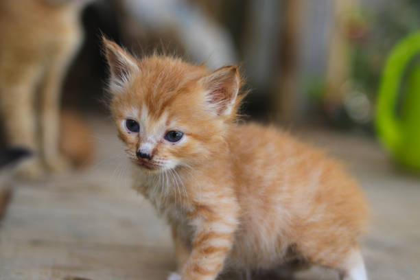 istock A sleepy yellow kitten with slanted eyes in the backyard 1347746340