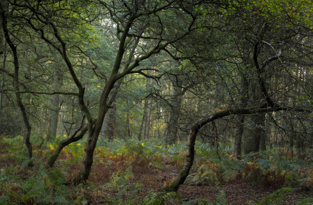 istock Autumn woodland 1347746880
