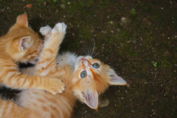 istock A curious yellow kitten is looking up to the camera in the backyard 1347747767