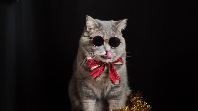 449 Happy New Year Cat Stock Videos and Royalty-Free Footage - iStock |  Happy new year cat dog