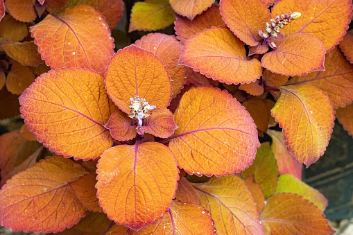 Coleus in London, England