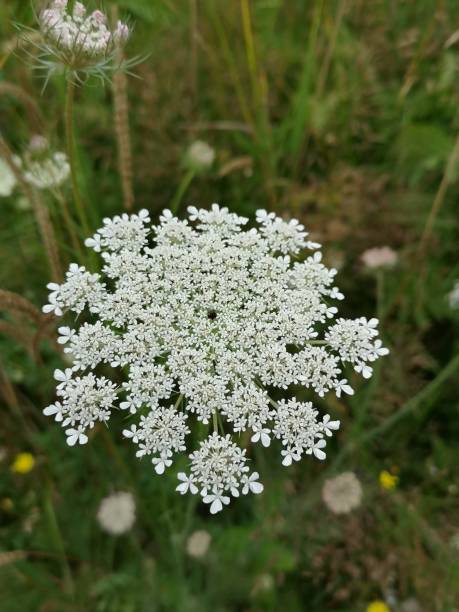 istock White umbellifer in bloom, seen from above. 1347750505