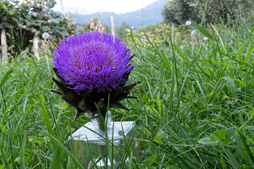 close-up photo of an artichoke flower