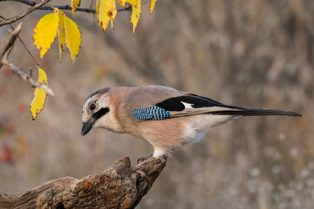 istock Eurasian jay Garrulus glandarius in the wild 1347751423
