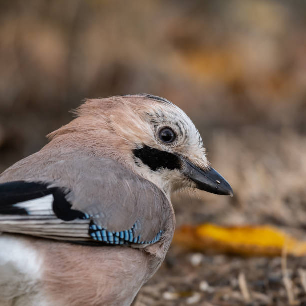 istock Eurasian jay Garrulus glandarius in the wild 1347751434